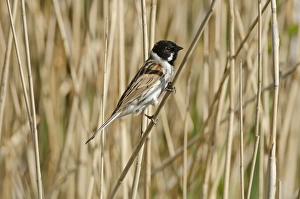 Reed Bunting Emberiza schoeniclus male in spring Norfolk UK