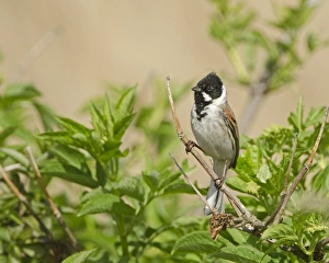 Reed Bunting Emberiza schoeniclus male in spring Norfolk UK