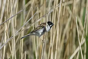 Titchwell Prints: Reed Bunting Emberiza schoeniclus male Titchwell Norfolk spring