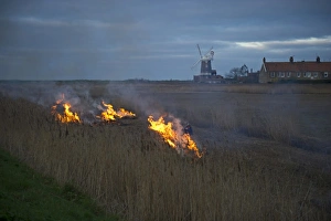 Cley Prints: Reed burning Cley Norfolk winter