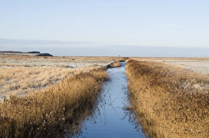 Reed fringed ditch Salthouse Norfolk