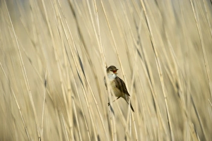 Reed Warbler Acrocephalus scirpaceus Cley Norfolk spring