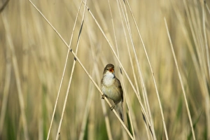 Reed Warbler Acrocephalus scirpaceus Cley Norfolk spring