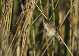 Reed Warbler Acrocephalus scirpaceus Cley Norfolk spring