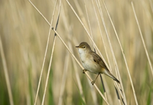 Reed Warbler Acrocephalus scirpaceus Cley Norfolk spring