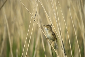 Reed Warbler Acrocephalus scirpaceus Cley Norfolk spring