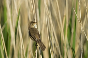 Reed Warbler Acrocephalus scirpaceus Cley Norfolk spring