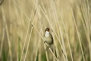Cley Prints: Reed Warbler Acrocephalus cirpaceus Cley Norfolk spring