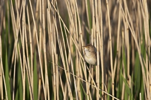 Reed Warbler Acrocephalus scirpaceus Cley Norfolk spring