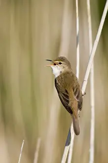 Reed Warbler Acrocephalus scirpaceus Norfolk spring
