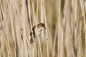 Warbler Prints: Reed Warbler Acrocephalus scirpaceus Norfolk spring