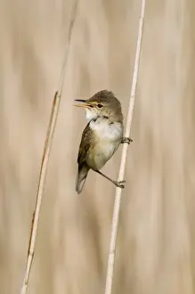Reed Warbler Acrocephalus scirpaceus Norfolk spring