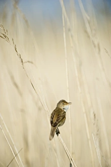 Warbler Prints: Reed Warbler in song in reed bed in Norfolk Broads spring