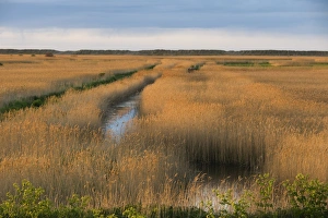 Cley Prints: Reedbed on Cley NWT Reserve Norfolk April