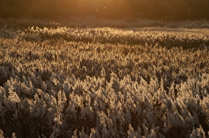 Cley Prints: Reedbed dusk Cley Norfolk winter