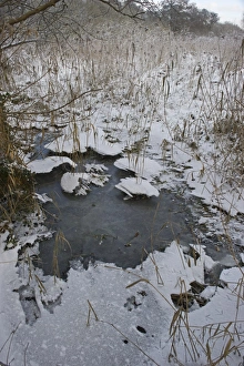 Frozen Prints: Reedbed at Ferry Lane Wood frozen Norfolk winter