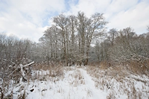 Reedbed in winter Norfolk