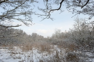 Reedbed in winter Norfolk