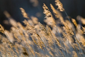 Reeds waving in breeze Cley Norfolk spring