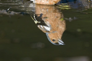 Reflection of Chaffinch Fringilla coelebs male bathing / drinking in puddle Norfolk Reflection of Chaffinch Fringilla coelebs male bathing / drinking in puddle Norfolk