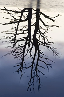Tree Prints: Reflection of dead pine in loch Scotland winter