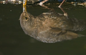Reflection of female Blackbird Turdus merula drinking from puddle Norfolk spring Reflection of female Blackbird Turdus merula drinking from puddle Norfolk spring