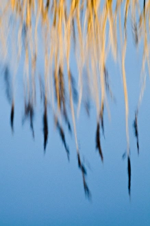 Reflection of phragmites reeds in pool Titchwell RSPB Reserve Norfolk winter Reflection of phragmites reeds in pool Titchwell RSPB Reserve Norfolk winter