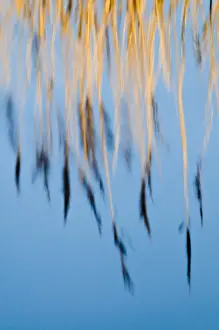 Titchwell Prints: Reflection of phragmites reeds in pool Titchwell RSPB Reserve Norfolk winter
