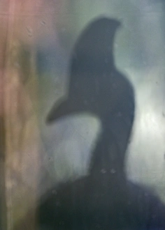Reflection in window of Southern Cassowary Casaurius casaurius Cassowary House Queensland Reflection in window of Southern Cassowary Casaurius casaurius Cassowary House Queensland