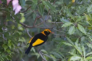 Queensland Prints: Regent Bowerbird Sericulus chrysocephalus male Lamington NP Queensland Australia