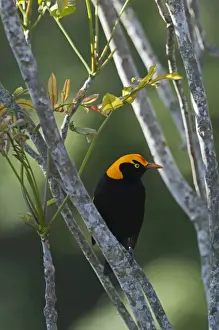 Regent Bowerbird Sericulus chrysocephalus male O Reillys Lamington NP Queensland