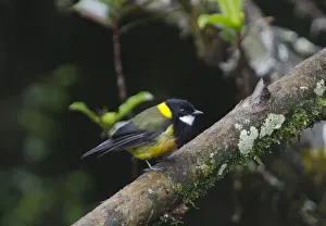 Papua New Guinea Prints: Regent Whistler Pachycephala schlegelli male Western Highlands Papua New Guinea