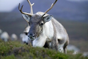 Cairn Gorm Prints: Reindeer Cairngorms National Park Scotland winter