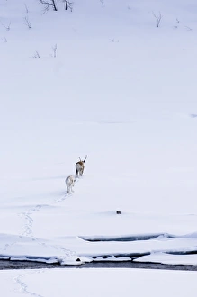 Mammal Prints: Reindeer & calf Lapland winter
