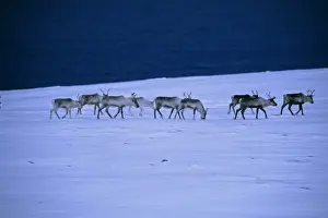 Varanger Prints: Reindeer, Rangifer tarandus, walking across the frozen tundra, Arctic Norway, winter
