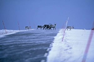 Reindeer, Rangifer tarandus, walking across the road, Varanger, Arctic Norway, winter Reindeer, Rangifer tarandus, walking across the road, Varanger, Arctic Norway, winter