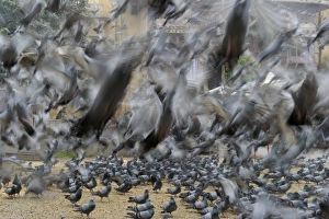 Birds And People Prints: Religious feeding of pigeons by Hindus Jodphur India