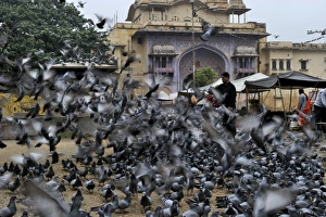 : Religious feeding of pigeons by Hindus Jodphur India