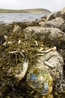 Remains of crab eaten by Otter Lutra lutra Shetland June