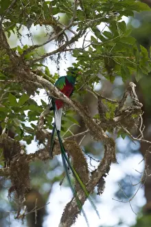 Resplendent Quetzal Pharomachrus mocinno Central Highlands Costa Rica