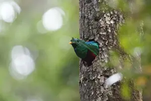 Resplendent Quetzal Pharomachrus mocinno Central Highlands Costa Rica