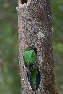 Resplendent Quetzal Pharomachrus mocinno female at nest Central Highlands Costa Rica Resplendent Quetzal Pharomachrus mocinno female at nest Central Highlands Costa Rica