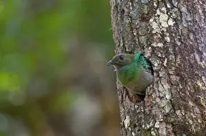 Central America Prints: Resplendent Quetzal Pharomachrus mocinno female at nest Central Highlands Costa Rica