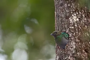 Resplendent Quetzal Pharomachrus mocinno female at nest Central Highlands Costa Rica