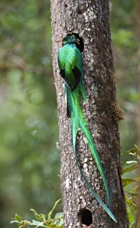 Resplendent Quetzal Pharomachrus mocinno male bringing food to nest Central Highlands Resplendent Quetzal Pharomachrus mocinno male bringing food to nest Central Highlands