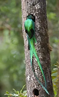 Male Prints: Resplendent Quetzal Pharomachrus mocinno male bringing food to nest Central Highlands