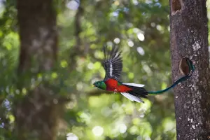 : Resplendent Quetzal Pharomachrus mocinno male leaving nest Central Highlands Costa Rica