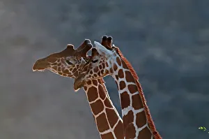 Reticulated Giraffe Giraffa camelopardalis Samburu Kenya