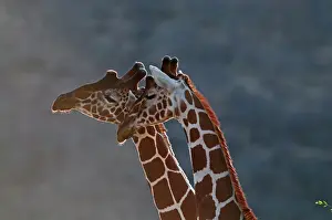 : Reticulated Giraffe Giraffa camelopardalis Samburu Kenya