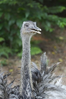 South America Prints: Rhea, Rhea americana Chile South America
